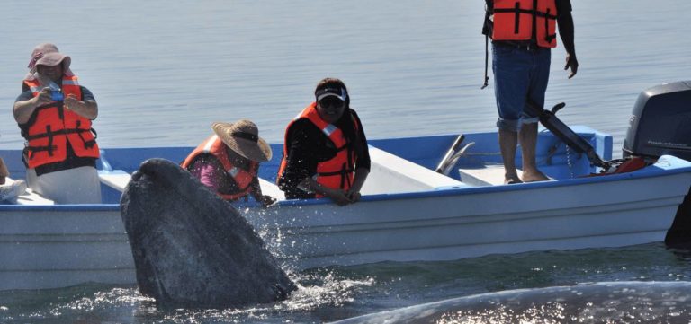 whale watching tours mexico