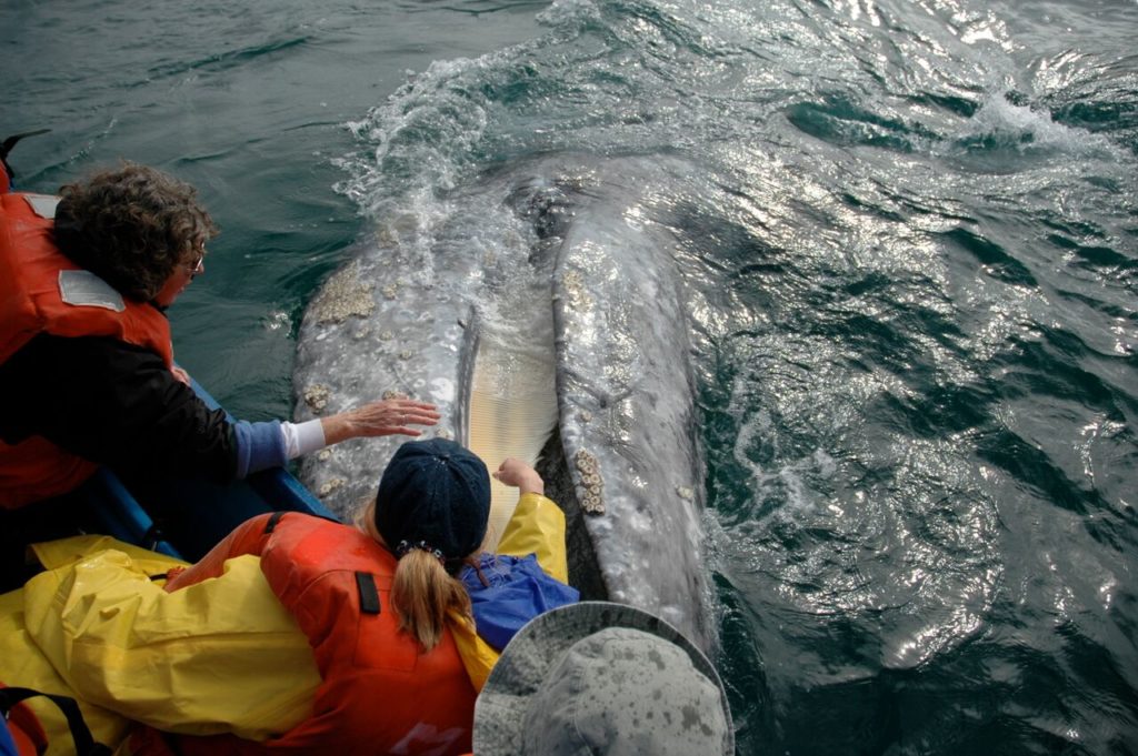 whale watching tours mexico