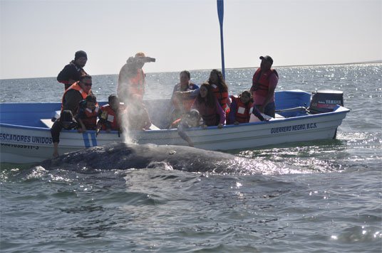 whale watching tours mexico